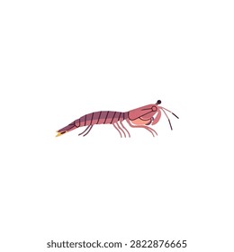 Flat Vector Illustration of a Pink Mantis Shrimp Isolated on a Clean White Background