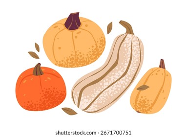 Ilustración vectorial plana de la cosecha de calabaza en la temporada de otoño. Jardín rural y concepto de granja orgánica.