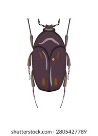 Flat vector illustration of a purple flower chafer beetle with patterned elytra isolated on white background.