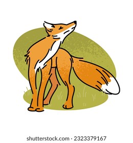 Flat vector illustration of a red fox. Wild forest animal isolated on white background. Carnivorous mammal, wildlife, fox.