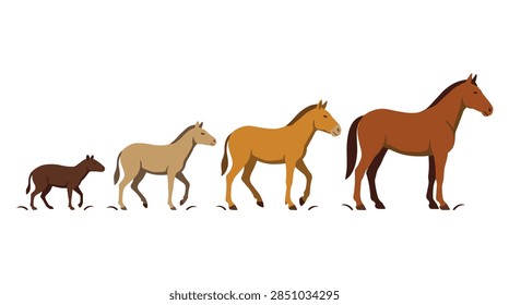 A flat vector illustration representing the chronological development and evolutionary path of the horse. The graphic shows four distinct species stages increasing in size and complexity, starting from a small early ancestor like Eohippus and leading to a fully developed modern Equus, presented in profile view.