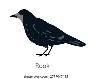 Flat vector illustration of a rook in side view. Black corvid bird isolated on a white background.