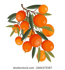 Flat vector illustration of sea buckthorn with leaves and branch, isolated on white background.