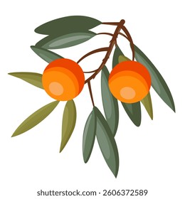 Flat vector illustration of sea buckthorn with leaves and branch, isolated on white background.
