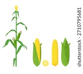 Flat vector illustration set of a Sweet Corn plant and fresh ears of yellow corn. Great for agriculture, healthy food, summer BBQ, and farming graphic design.