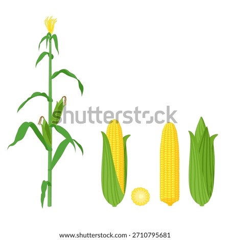 Flat vector illustration set of a Sweet Corn plant and fresh ears of yellow corn. Great for agriculture, healthy food, summer BBQ, and farming graphic design.