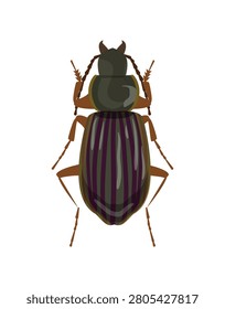 Flat vector illustration of a shiny striped ground beetle insect isolated on white background.