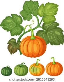 Flat vector illustration showing pumpkin development from small green fruit to mature orange squash.