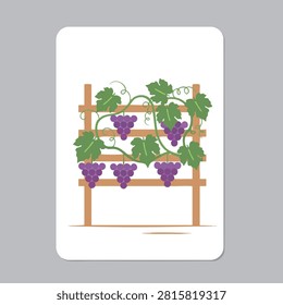 A flat vector illustration showing several bunches of purple grapes hanging from green vines attached to a simple brown wooden trellis structure.