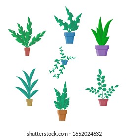 Flat vector Illustration in simple cartoon style with office green plants in ceramic pots Isolated on white backdrop. Image with deciduous houseplant stylized. minimalistic floristic design element