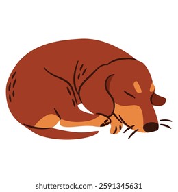 Flat vector illustration in a simple children's style. Cute dachshund dog sleeping on white background