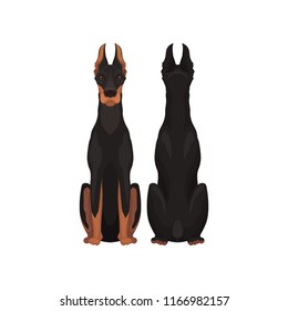 Flat Vector Illustration Of Sitting Dobermann, Front And Back View. Large Dog With Black Coat And Long Pointed Ears