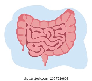 ilustración vectorial plana del intestino delgado y grueso. Órgano interno humano, tracto digestivo