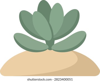 Flat vector illustration of a small succulent on sand with succulent botanical illustration