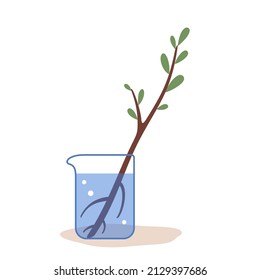 Ilustración vectorial plana de la rama del árbol brotado en el agua con raíces. Recortes en el agua, propagación de árboles y arbustos para el jardín. Ilustración vectorial sobre fondo blanco.