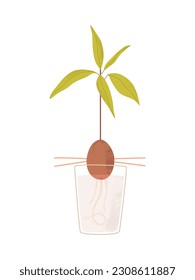 Flat vector illustration of a sprouting avocado tree from a seed in a glass with water and wooden sticks. Avocado breeding at home. Isolated design on a white background.