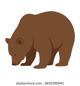 Flat Vector Illustration of a Standing Brown Grizzly Bear Looking Down Isolated on White Background
