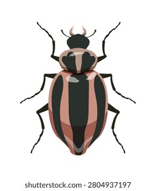 Flat vector illustration of a striped pink and black leaf beetle isolated on white background.