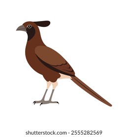 Flat vector illustration of a stylized Andaman coucal with brown body, long tail, and curved beak, minimalistic design, plain white background