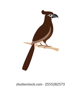 Flat vector illustration of a stylized Andaman coucal with brown body, long tail, and curved beak, minimalistic design, plain white background