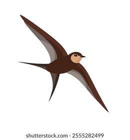 Flat vector illustration of a stylized common swift with brown body, sleek wings, and minimalistic design, plain white background