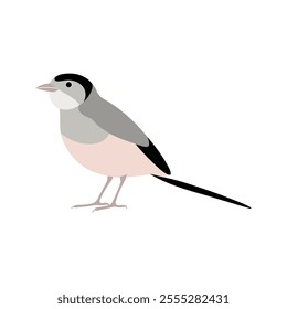 Flat vector illustration of a stylized long-tailed tit with soft gray body, pink accents, and long tail, minimalistic design, plain white background