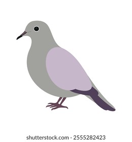 Flat vector illustration of a stylized mourning dove with gray body, lavender wings, and long tail, minimalistic design, plain white background