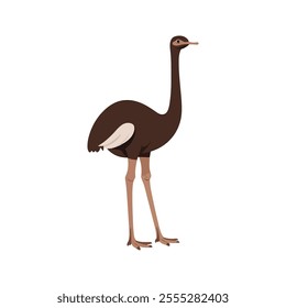 Flat vector illustration of a stylized ostrich with brown body, long neck, and strong legs, minimalistic design, plain white background