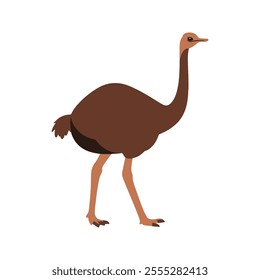 Flat vector illustration of a stylized ostrich with brown body, long neck, and strong legs, minimalistic design, plain white background