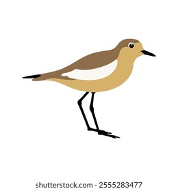 Flat vector illustration of a stylized Pacific golden plover with golden-brown body, small black beak, and short legs, minimalistic design, plain white background