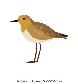 Flat vector illustration of a stylized Pacific golden plover with golden-brown body, small black beak, and short legs, minimalistic design, plain white background