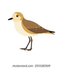 Flat vector illustration of a stylized Pacific golden plover with golden-brown body, small black beak, and short legs, minimalistic design, plain white background