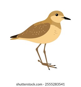 Flat vector illustration of a stylized Pacific golden plover with golden-brown body, small black beak, and short legs, minimalistic design, plain white background