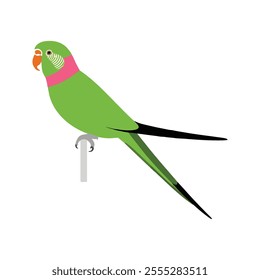 Flat vector illustration of a stylized rose-ringed parakeet with green body, pink neck ring, and orange beak, minimalistic design, plain white background