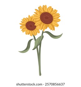 Flat vector illustration sunflower isolated on white background. Summer plant with yellow petals drawn in doodle, watercolor style. Sunflower drawing.