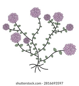 Flat vector illustration of sweet alyssum, full plant with branching stems, small rounded leaves and tiny clustered flowers, bold black outline, solid fills in soft lavender and white on white, geomet