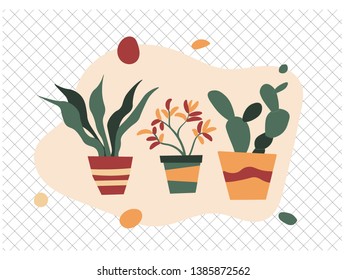 Flat vector illustration of three houseplants in pots on an abstract background with organic shapes
