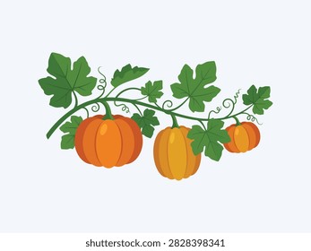 A flat vector illustration of three orange autumn pumpkins growing on a green leafy vine branch.
