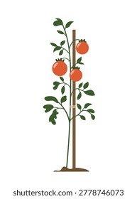 Flat vector illustration of a tomato plant with ripe red tomatoes tied to wooden stake, garden vegetable growing isolated on a white background