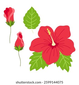 flat vector illustration of tropical hibiscus flowers, set of decorative exotic plant