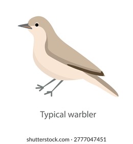 Flat vector illustration of a typical warbler in side view. Small beige songbird isolated on a white background.