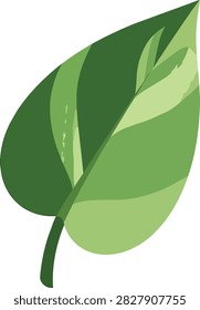 Flat Vector Illustration of Variegated Green Pothos Plant Leaf