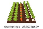 Flat Vector Illustration of Vegetable Garden Rows