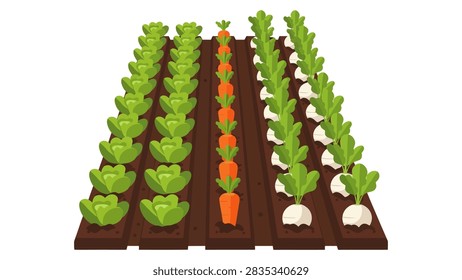 Flat Vector Illustration of Vegetable Garden Rows