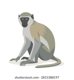 A flat vector illustration of a vervet monkey sitting on the ground looking towards the viewer.