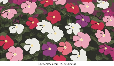 Flat vector illustration of a vinca periwinkle flower collection featuring white, pink, magenta, and purple blossoms with dense green leaves in a botanical garden layout.