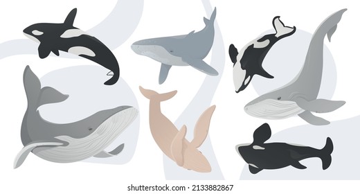 Flat vector illustration with whales and orcas. Earth day. Ocean day. Take care for nature and cleaning nature from garbage concept. Marine animal collection. Underwater set. Cute cartoon characters