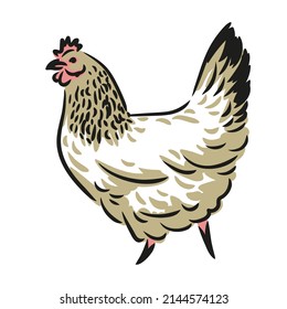 Flat vector illustration. White hen, chicken bird isolated on white background. Poultry, farm bird concept icon, vector illustration for stock. Domestic Farmyard Fowl, Farming Production, Eco friendly