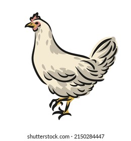 Ilustración vectorial plana. Gallina blanca, ave de pollo aislada de fondo blanco. Aves de corral, icono del concepto de aves de granja, ilustración vectorial para las poblaciones. Vembra de corral doméstica, producción agrícola, ecológica