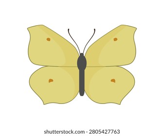 Flat vector illustration of a yellow brimstone butterfly gonepteryx rhamni insect isolated on white background.